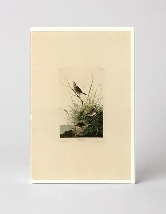 Sharp-tailed Finch (Plate 149)