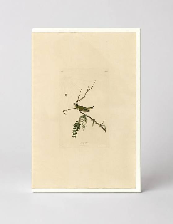 Red-eyed Vireo (Plate 150)
