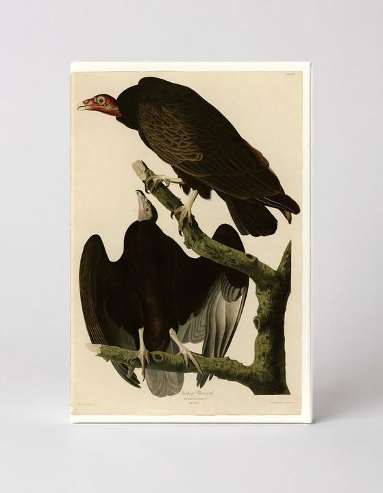 Turkey Buzzard (Plate CLI, 1827–1838)