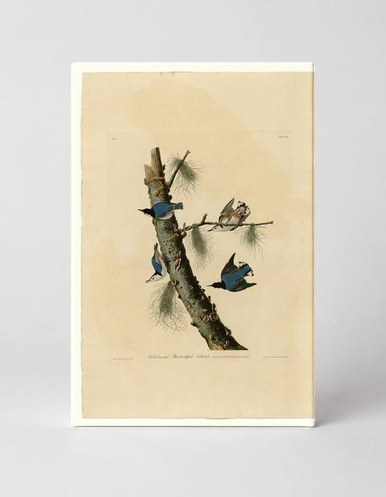 White-breasted Nuthatch, Plate 152 (1831)