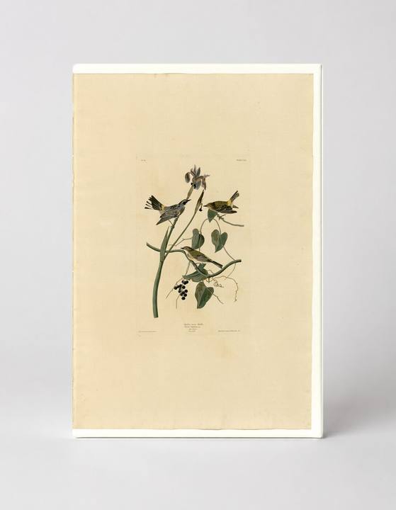 Yellow-crown Warbler, Plate CLIII (1827–1838)