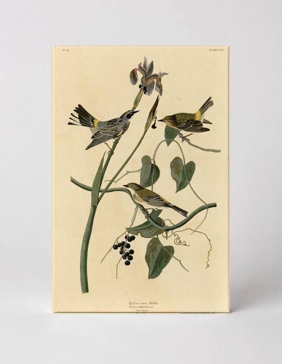 Yellow-crowned Warbler, Plate CXIII (1827–1838)