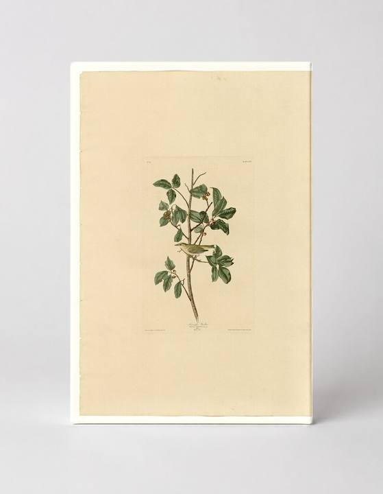 Tennessee Warbler (Plate 154)
