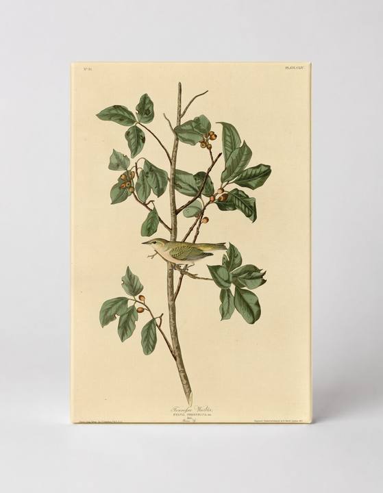 Tennessee Warbler, Plate CLIV (1831)