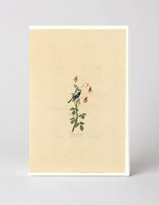 Black-throated Blue Warbler, Plate 155