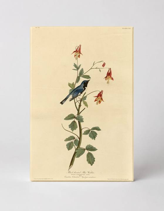 Black-throated Blue Warbler, Plate CXLV (1827–1838)