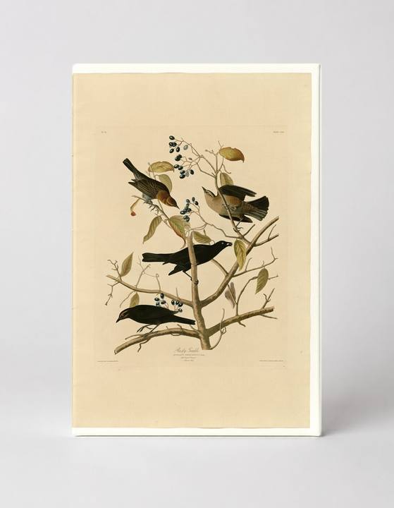 Rusty Grackle, Plate 157