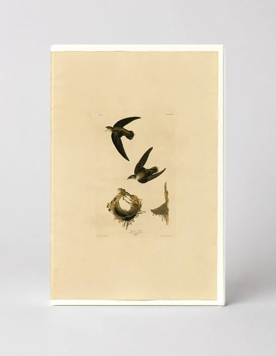 American Swift (Plate CLVIII)