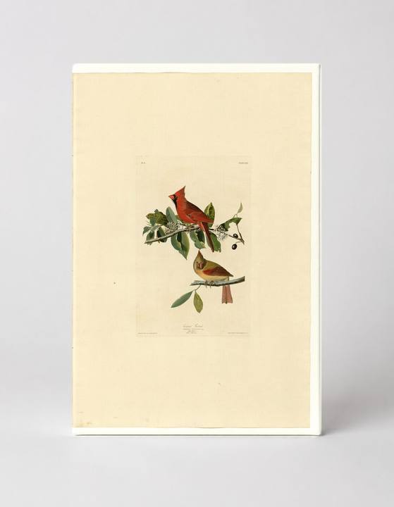 Cardinal Grosbeak, Plate 159