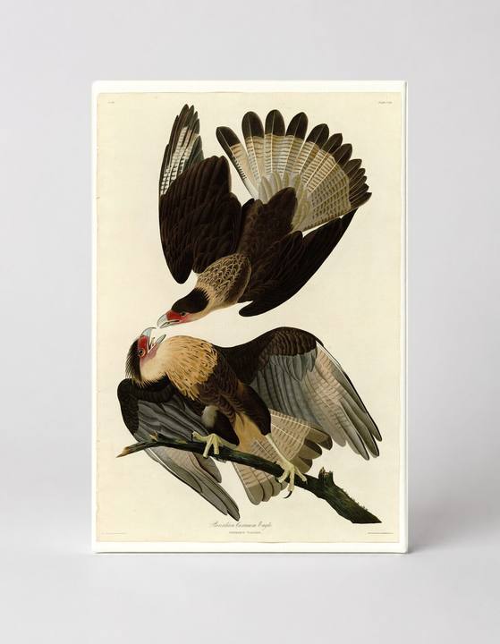 Brazilian Caracara Eagle (Plate 161)