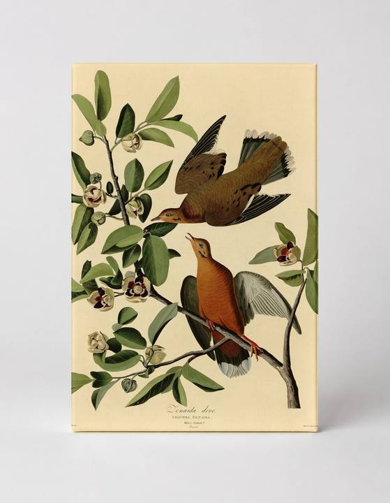 Zenaida Dove, Plate CLXII (1827–1838)