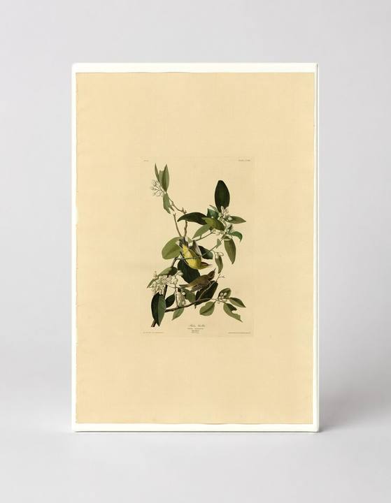 Palm Warbler (Plate CLXIII)
