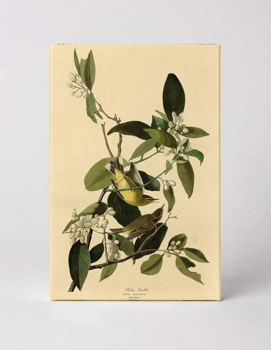 Palm Warbler (Plate CXLIII)
