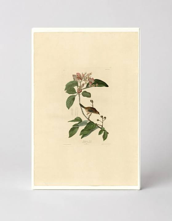 Bachman's Finch (Plate 165)