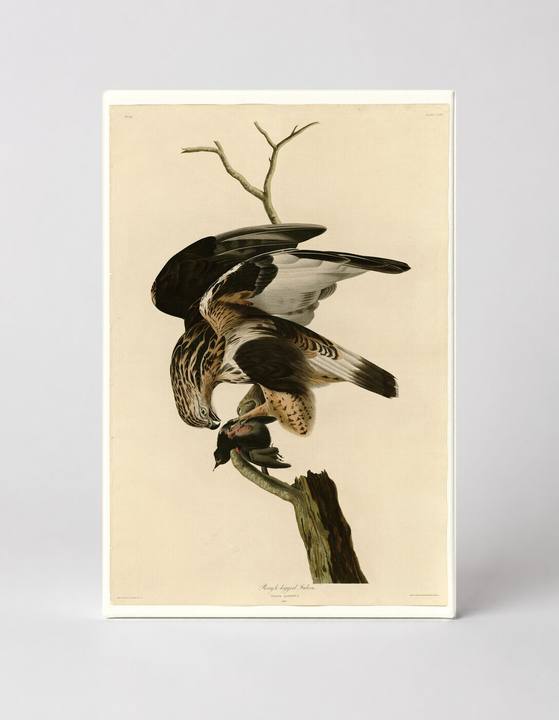Rough-legged Falcon, Plate 166 (1831)
