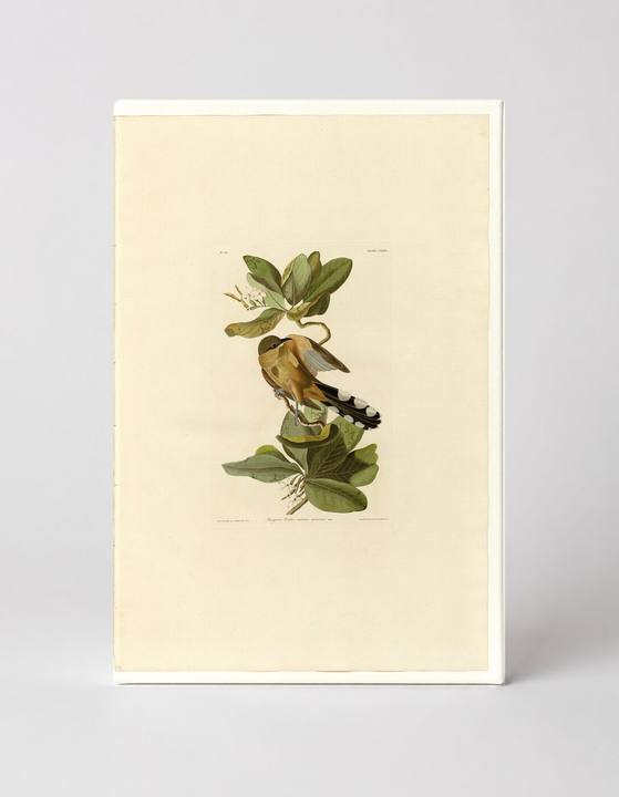 Mangrove Cuckoo (Plate 169)