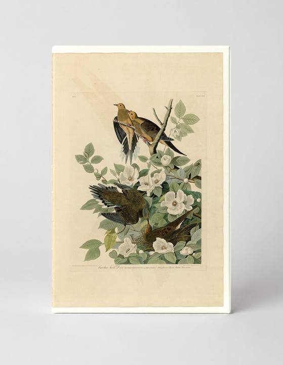 Carolina Turtle Dove (Plate 17)