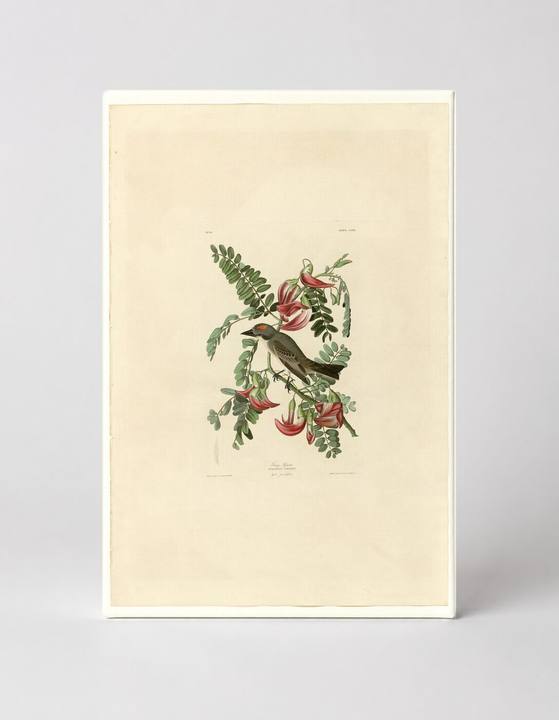 Gray Tyrant, Plate 170