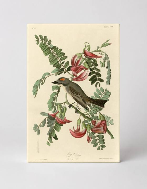 Gray Tyrant, Plate CLXX (1827–1838)