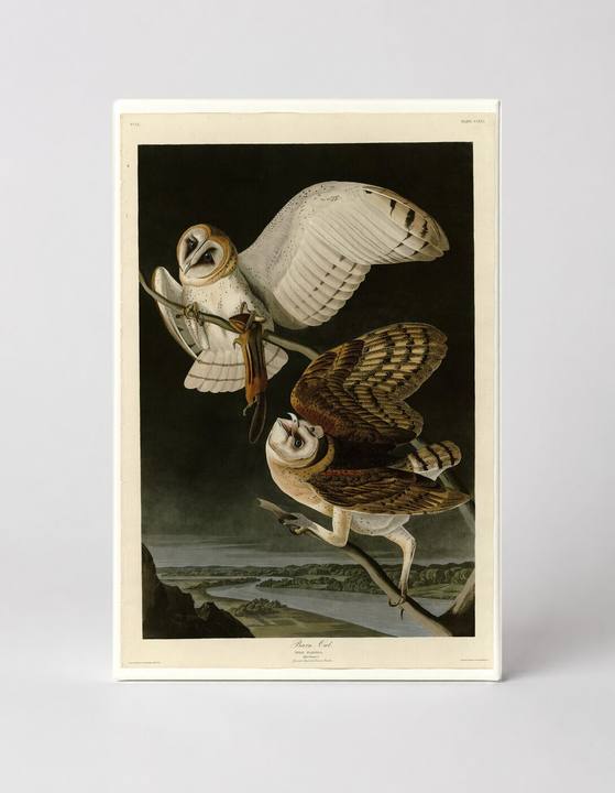 Barn Owl (1827)