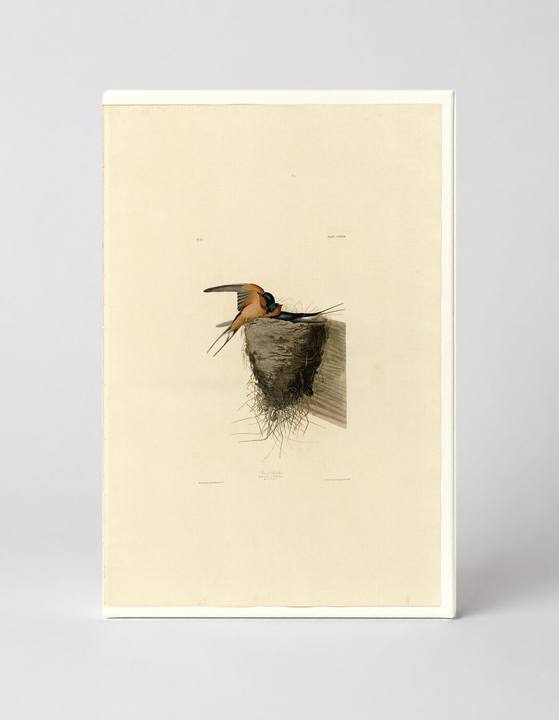 Barn Swallow (Plate CLXXIII)