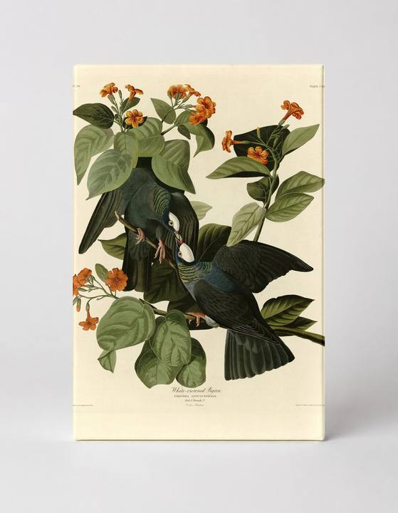 White-crowned Pigeon, Plate CLXVII