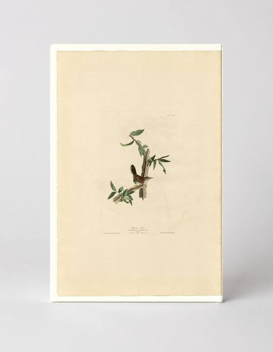 Bewick's Wren (1831)