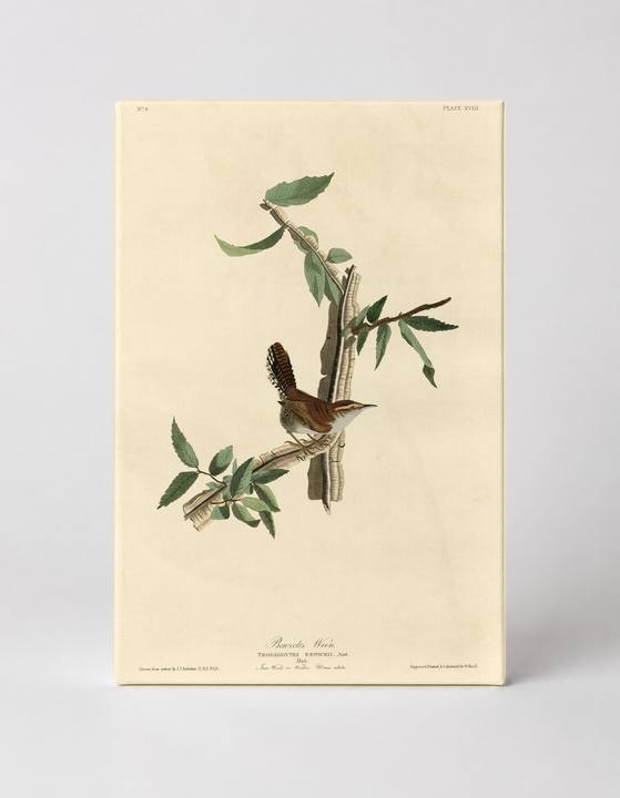 Bewick's Wren, Plate XVIII