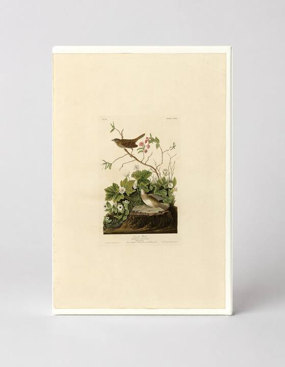 Lincoln's Finch (Plate CXCIII)