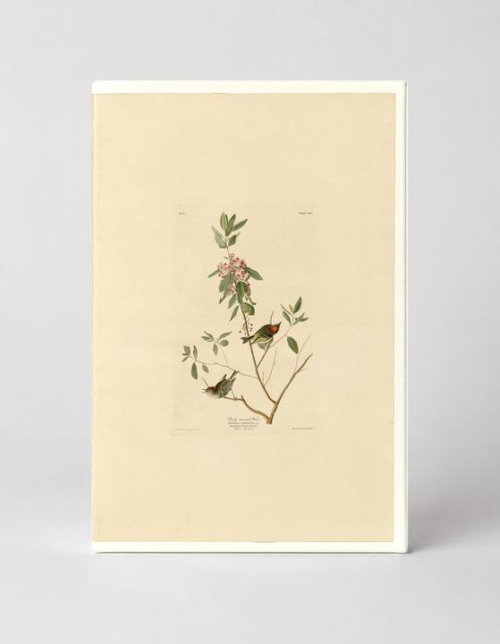 Ruby-crowned Wren, Plate 195