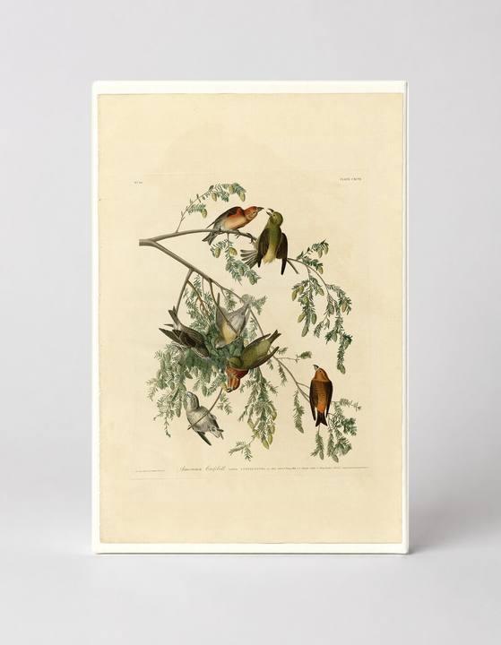 American Crossbill (Plate 197)