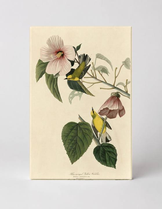 Blue-winged Yellow Warbler, Plate 20