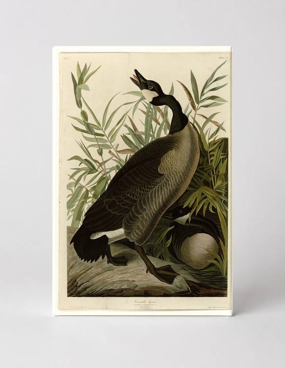 Canada Goose, Plate 201 (1827–1838)