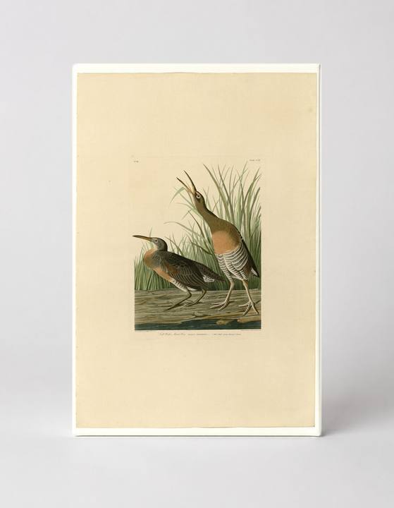 Salt Water Marsh Hen (Plate CCIV)