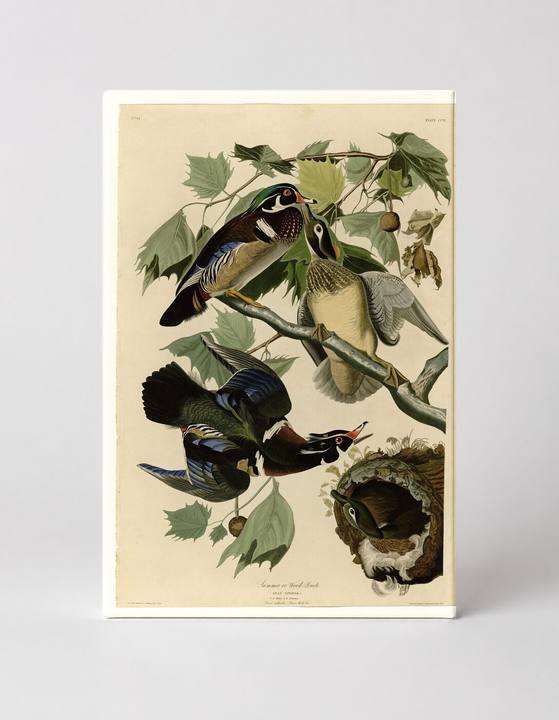 Summer or Wood Duck (Plate 206)