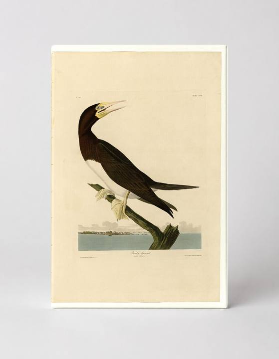 Booby Gannet, Plate 207 (1835)