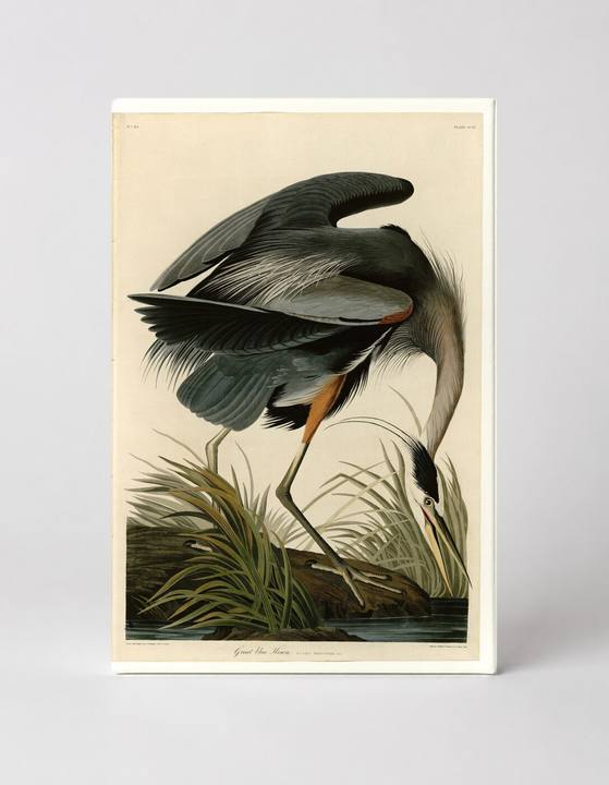 Great Blue Heron (Plate CCXI)
