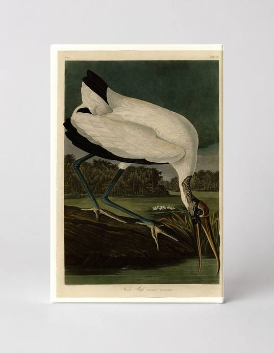 Wood Ibis (Plate CCXVI)