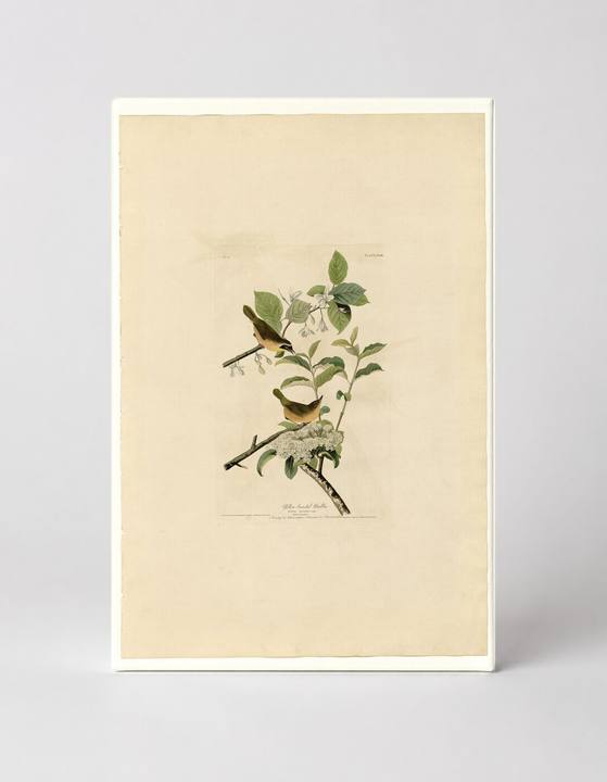 Yellow-breasted Warbler (Plate 23)