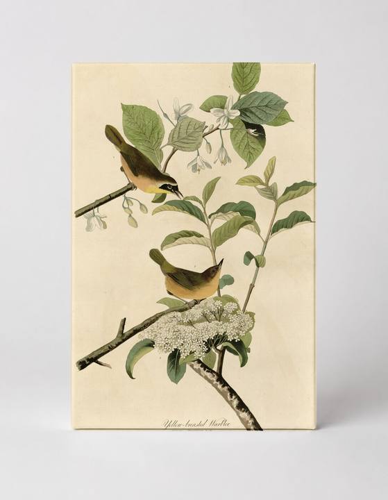 Yellow-breasted Chat (Plate XVIII)