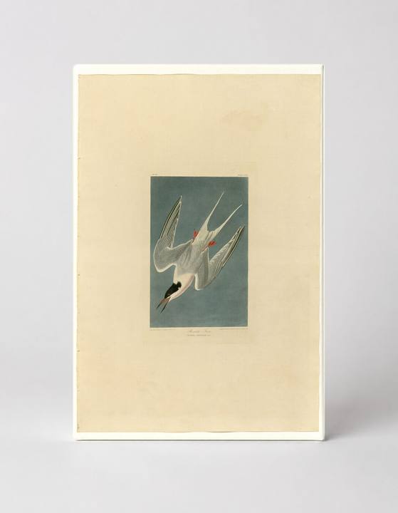 Roseate Tern (1838)