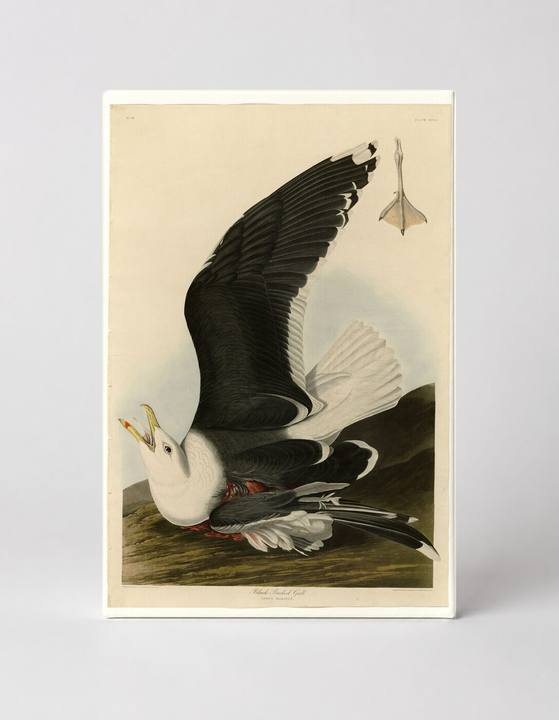 Black-Backed Gull (Plate 241)