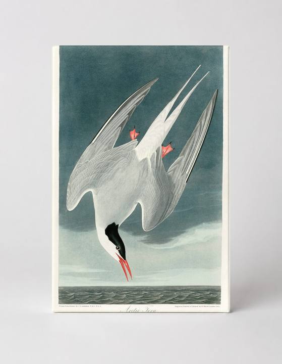Arctic Tern, Plate 250 (1835)