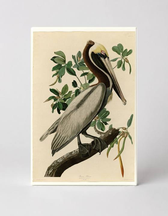 Brown Pelican, Plate CCLI (1827–1838)