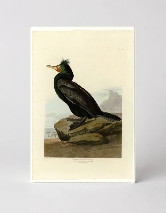 Double-crested Cormorant, Plate CCLVII (1835)