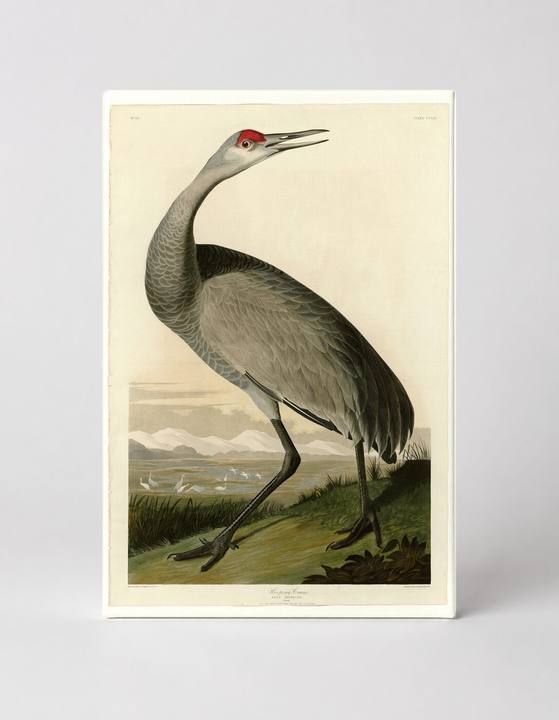 Hooping Crane, Plate CCLXI (1834)