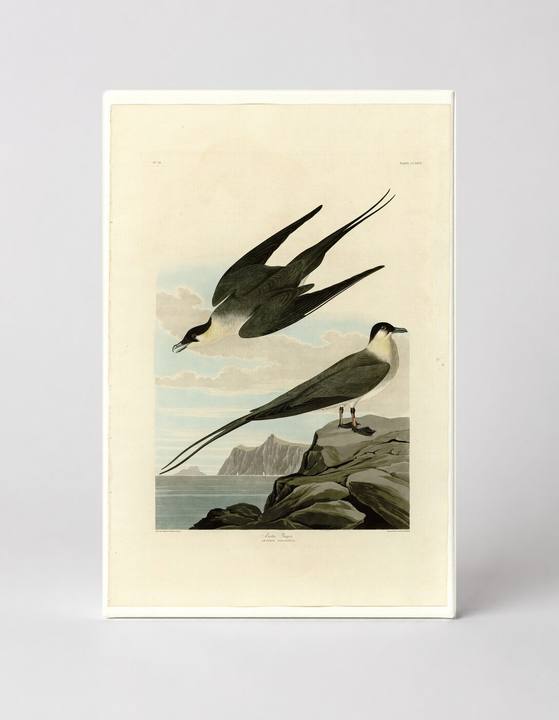 Arctic Jaeger (Plate 267)