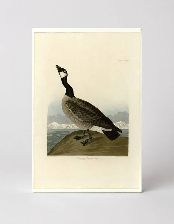 Hutchins's Barnacle Goose, Plate 277