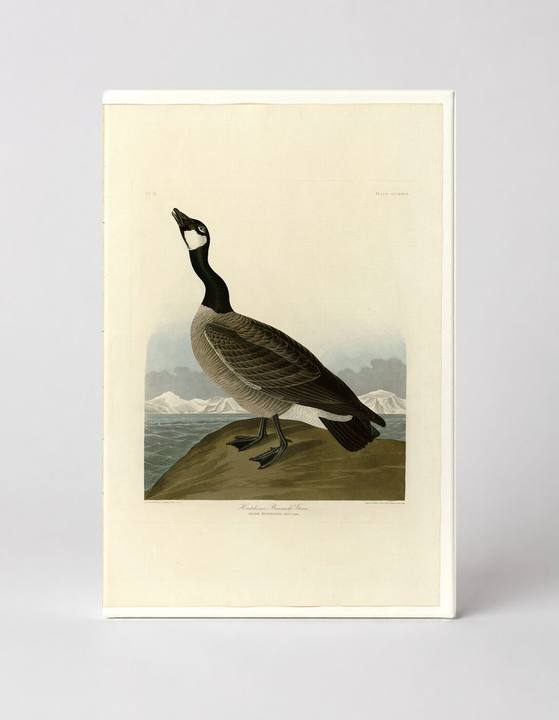 Hutchins's Barnacle Goose, Plate CCLXXVII