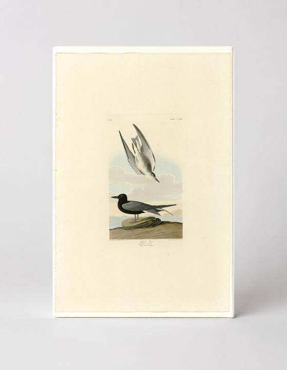 Black Tern, Plate 280